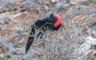 Fregattvogel auf Daphne Island