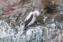 Masked Booby - Maskentölpel