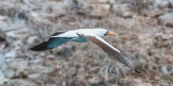 Masked Booby - Maskentölpel