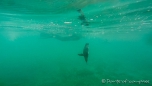 Galápagos-Pinguine unter Wasser