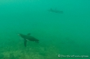 Galápagos-Pinguine unter Wasser