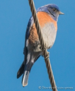 Eastern Bluebird - Rotkehl-Hüttensänger