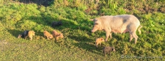 schweinische Familie