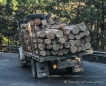 man beachte den Personentransport oben auf dem Holz ...