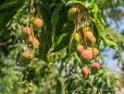 die frischen Mangos strahlen uns entgegen...