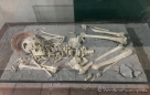 gefundene Skelette werden im Museum präsentiert...