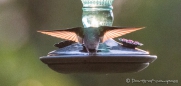 Kolibris in Massen