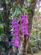 die Orchideen sind wunderschön