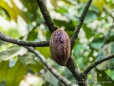 Kakao-Frucht