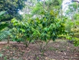 Kakao-Pflanze