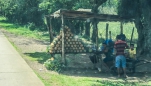 wir sind im Ananas-Land - überall am Straßenrand werden die leckeren Früchte angeboten