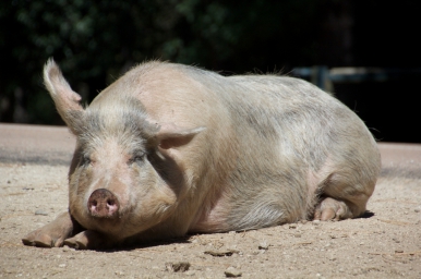 ... schweinisches Intermezzo auf und neben korsischen Straßen ...