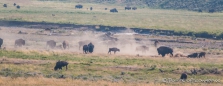 riesige Bisonherden im Yellowstone Nationalpark