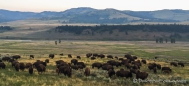riesige Bisonherden im Yellowstone Nationalpark
