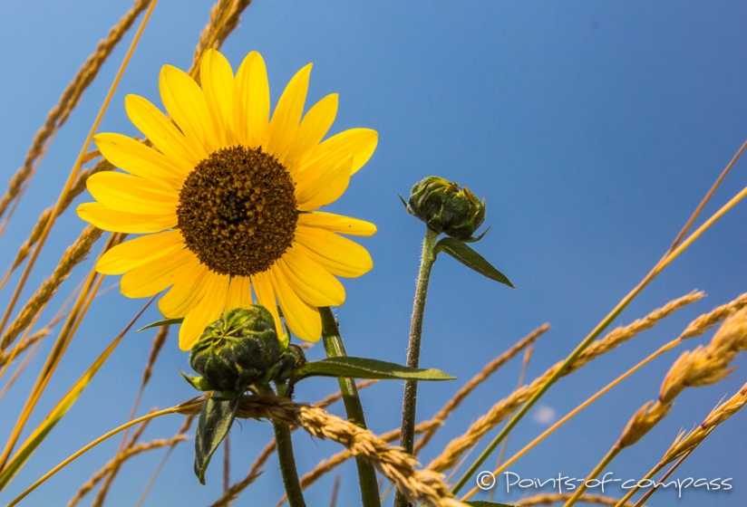 leuchtende Sonnenblumen strahlen uns an