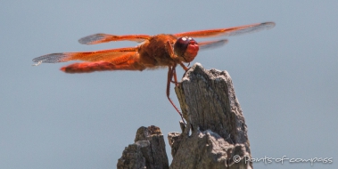 Dragonfly - Libelle