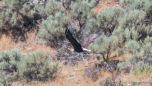 nach langer Zeit entdecken wir wieder einma einen Bald Eagle (Weißkopfseeadler)