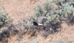 Bald Eagle (Weißkopfseeadler)