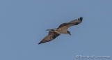 Osprey - Fischadler