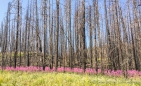 das Fireweed wächst als erste Pflanze nach Waldbränden und leuchtet uns entgegen