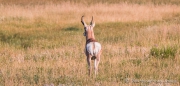 Pronghorn - eine Art Gabelantilope