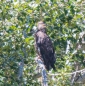 Bald Eagle (Weißkopfseeadler)