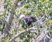 Bald Eagle (Weißkopfseeadler)