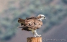 Osprey