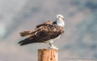 Osprey