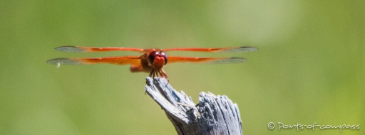 Dragonfly - Libelle