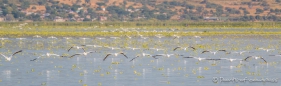 enorm, wie die Pelikane "in Formation" einfliegen