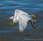Little Egret - Seidenreiher