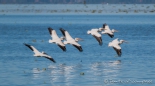 Die Pelikane gleiten übers Wasser
