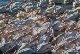 Die Masse an Pelikanen ist unbeschreiblich...