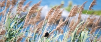 Red-winged Blackbird - Rotschulterstärling