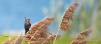 weiblicher Red-winged Blackbird - Rotschulterstärling