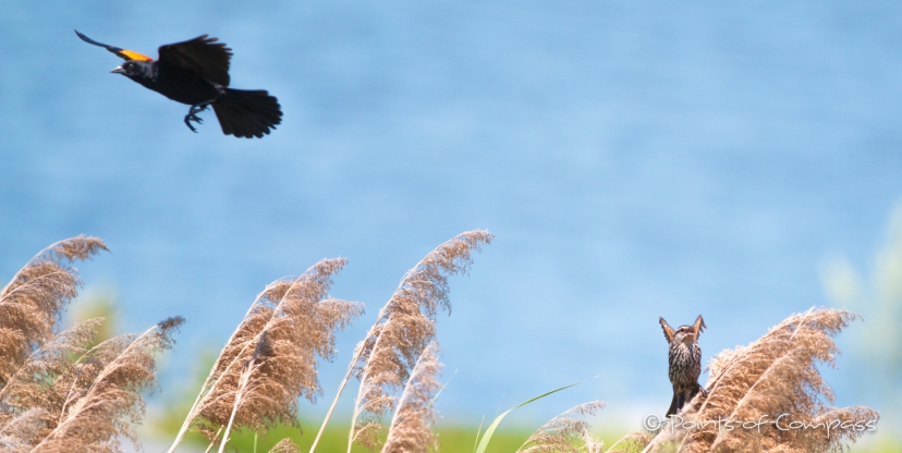 Der Red-winged Blackbird - Rotschulterstärling und die Dame seines Herzens...