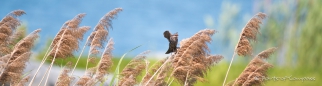 weiblicher Red-winged Blackbird - Rotschulterstärling