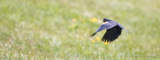 Der Red-winged Blackbird - Rotschulterstärling wirbt um die Dame seines Herzens...