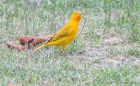 Yellow Finch - Gelbfink