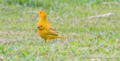 Yellow Finch - Gelbfink