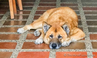 die "Wachhunde" vom Al Bosque