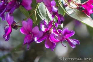 Orchideen ... wild wachsend am Baum