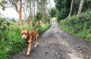 der Lokal-Hund begleitet uns beim Abendspaziergang