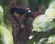 Toucan