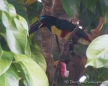 Toucan