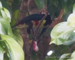 Toucan