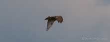 Red-tailed Hawk - Rotschwanzbussard