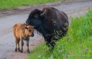 Bison-Wäsche...