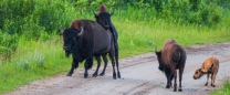 Rangkämpfe... jucken das Bison-Kalb noch nicht